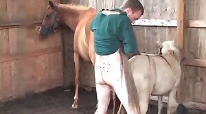 animals-video,sex-movie